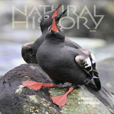 Natural History | April 2026 | Seabirds, Photography, Ancient Tetrapods and Spring Nature